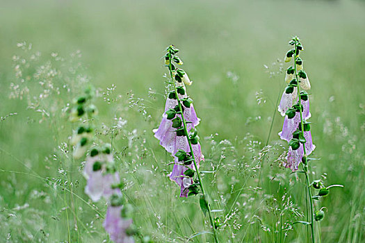 紫色,野花,夏日草地,洋地黄