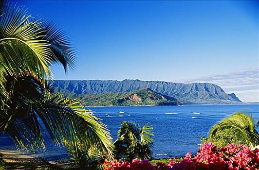 夏威夷,考艾岛,湾,巴厘海,海洋,海岸线,框架,花,棕榈树