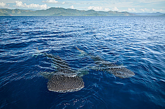 鲸鲨,湾,西巴布亚,印度尼西亚