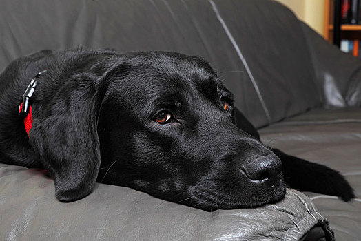 黑色拉布拉多犬,狗,雄性,躺着,皮沙发,客厅,德国,欧洲