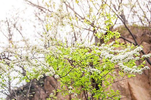 盛开的白色李树花朵