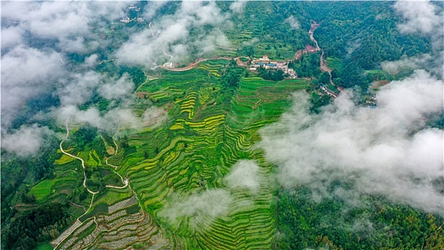 重庆酉阳,云端梯田清晨雾景美