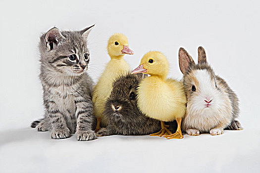 小猫,兔子,小鸭子,棚拍
