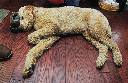 贵宾狗,睡觉,地板