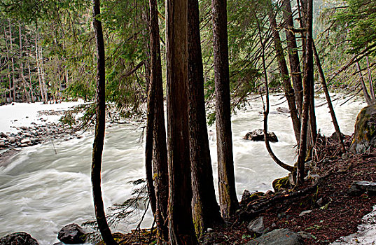 河,流动,树林,秋天,省立公园,不列颠哥伦比亚省,加拿大