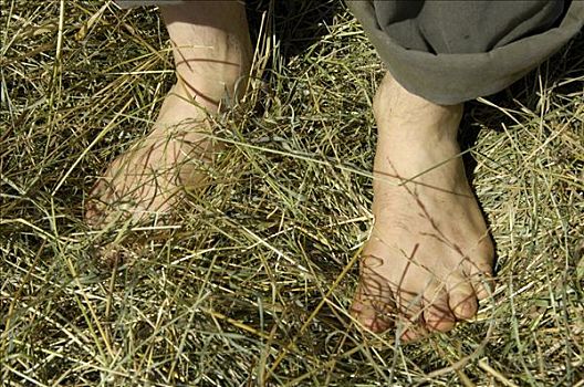脚,干草,瑞典
