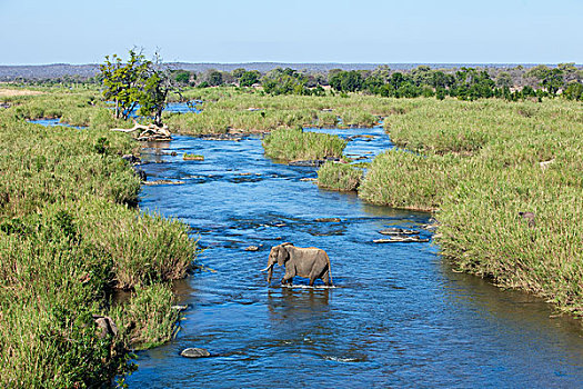 非洲象,河,克鲁格国家公园,南非