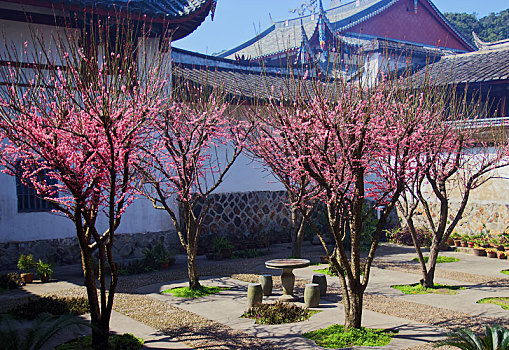林阳寺庭院的春天