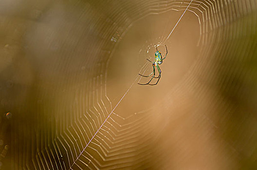 果园,蜘蛛,佛罗里达,埃弗格来兹,国家野生动植物保护区