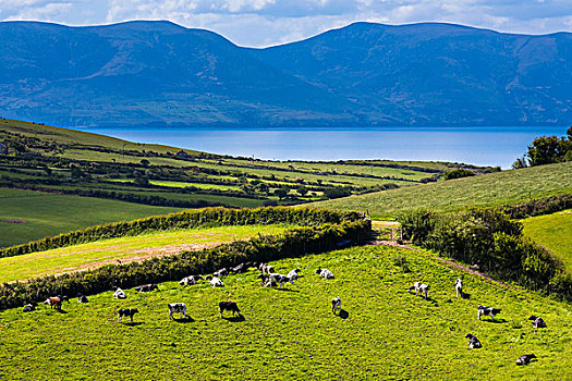 景色,俯视,农田,母牛,放牧,地点,靠近,峡谷,凯瑞郡,爱尔兰
