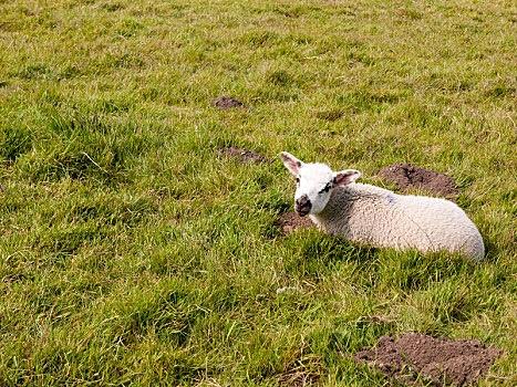 春天,可爱,羊羔,休息,草地