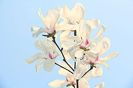 春天盛开的白色玉兰花