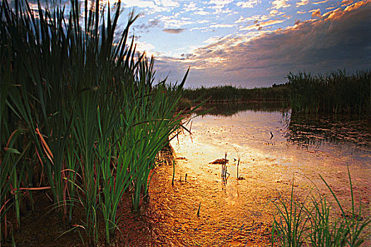 水塘,日出,芦苇,边缘,艾伯塔省,加拿大