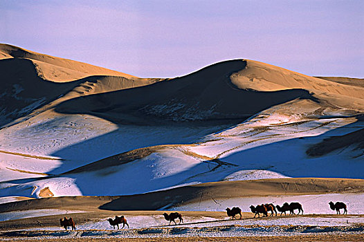 双峰骆驼,双峰驼,群,沙丘,鳗鱼,戈壁沙漠,蒙古
