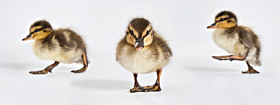 野鸭,绿头鸭,三个,幼禽,两个,面对,左边,一个,向前,俘获,白色背景