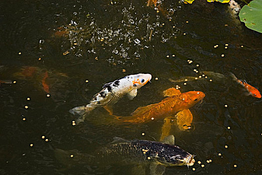 特写,鲤鱼,日本,锦鲤,鱼,进食,水塘