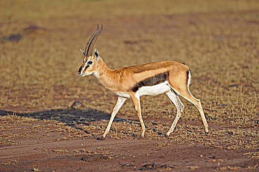 瞪羚,马赛马拉,肯尼亚,非洲