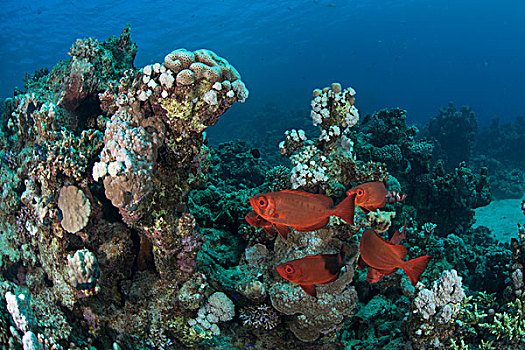 鱼,珊瑚,红海,埃及