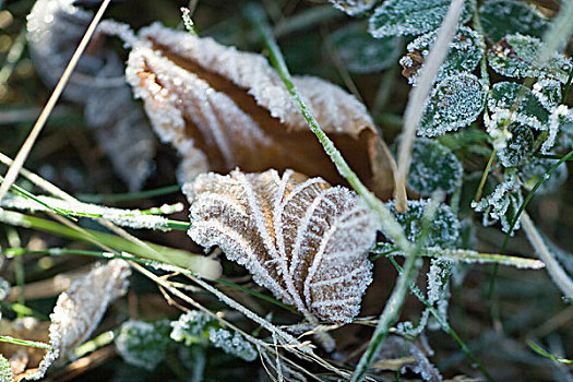 霜冻,植被,干燥,叶子,地上
