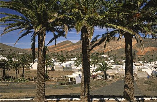 风景,围绕,棕榈树,兰索罗特岛,加纳利群岛,西班牙