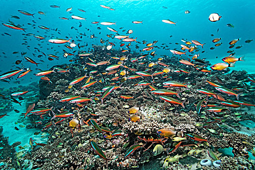 鱼群,鱼,游动,高处,珊瑚礁,岛屿,班达海,太平洋,印度尼西亚,亚洲