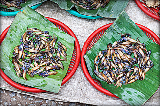 可食,蠕虫,货摊,市场,琅勃拉邦,老挝