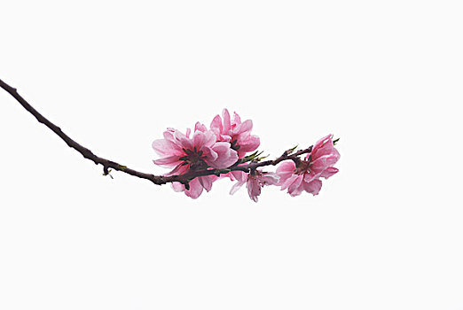 枝条,粉色,日本,花,花瓣,四月