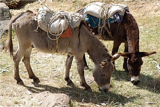 驴,埃塞俄比亚