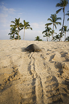 海龟,睡觉,海滩,靠近,夏威夷大岛,夏威夷