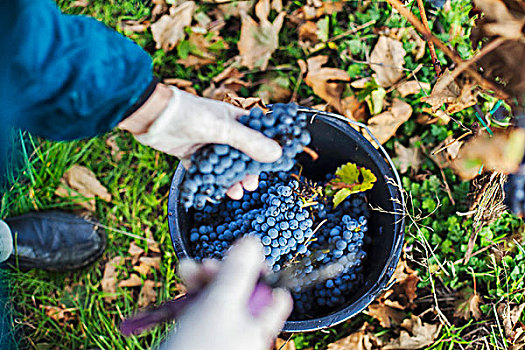 葡萄丰收,工作,收集,酿红酒用葡萄,桶