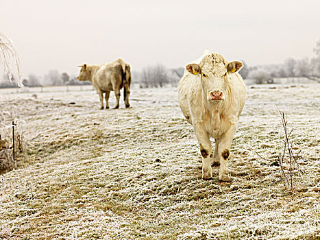 牛,冬天