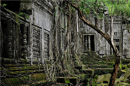 丛林,庙宇,塔普伦寺,柬埔寨