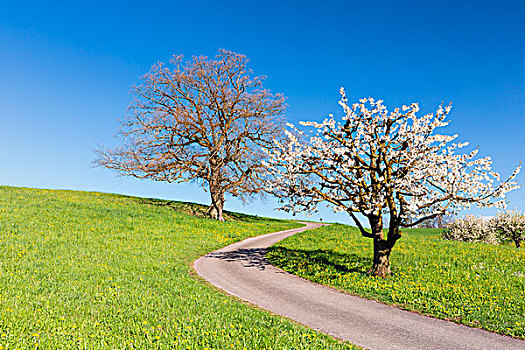 橡树,樱桃树,开花,旁侧,乡间小路,春天,瑞士