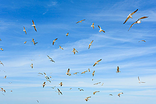 飞,海鸥,北方,日德兰半岛,丹麦