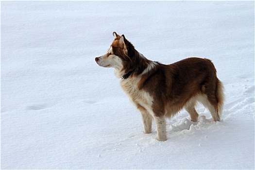哈士奇犬,雪