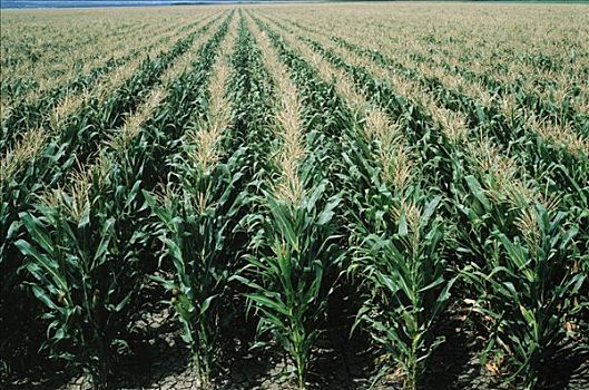 玉米田,澳大利亚