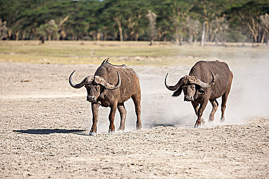 野生,非洲水牛,肯尼亚,非洲