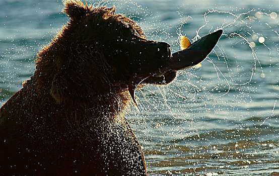 棕熊,猎捕,三文鱼,嘴,逆光,湖,堪察加半岛,俄罗斯,欧洲
