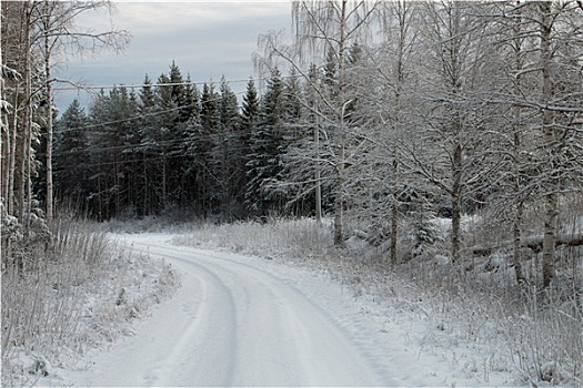 冬天,道路,树林
