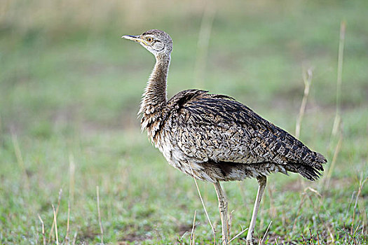 鸨,雌性,马赛马拉国家保护区,肯尼亚,非洲