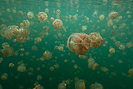 水母,华丽,水下,挨着,表面,帕劳,密克罗尼西亚