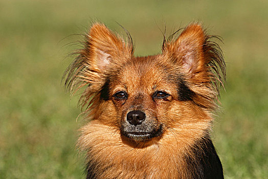 蝴蝶犬,约克郡,杂种狗,母狗,2岁,头像,北莱茵威斯特伐利亚,德国,欧洲