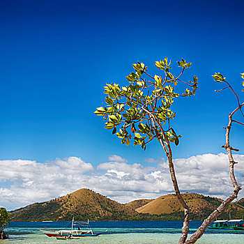 菲律宾,岛屿,漂亮,树,山,船,游客