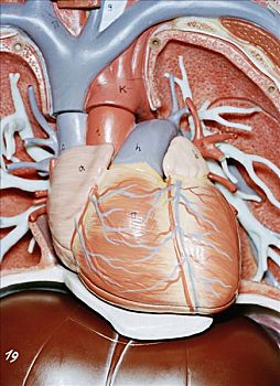 解剖模型,心脏