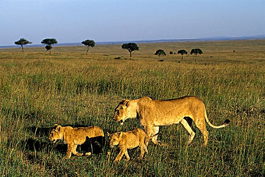 肯尼亚,马赛马拉,狮子,雌狮,走,草