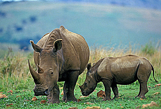 白犀牛,女性,南非