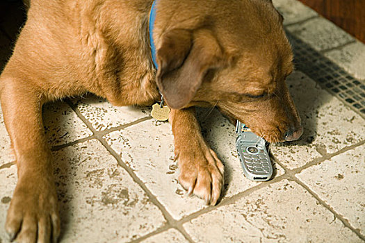 拉布拉多犬,狗,手机