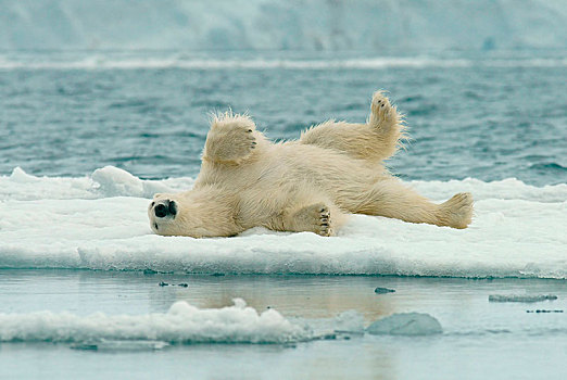北极熊,雪地,浮冰,斯瓦尔巴特群岛,挪威,北极,欧洲