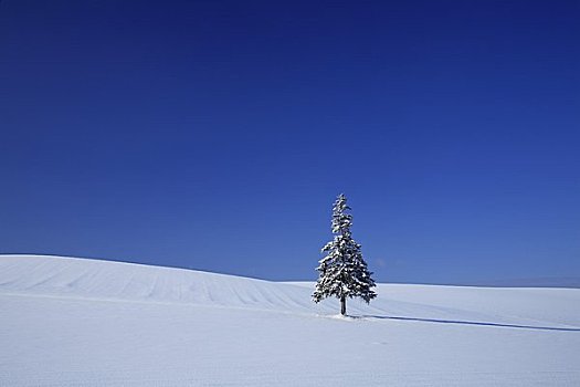 雪原,树,圣诞树