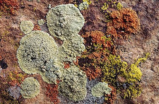 苔藓,特写,岩石上,欧洲